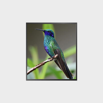 27.9 Inch 方形液晶屏 1920*2160 500nits V-By-One 液晶模组